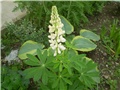 lupinus